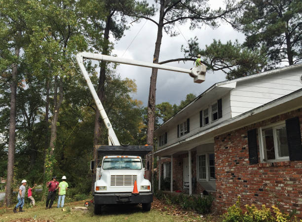 How Our Tree Care Process Works  in  Jamestown, NC