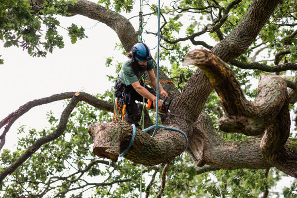 Best Arborist Consultation Services  in Jamestown, NC